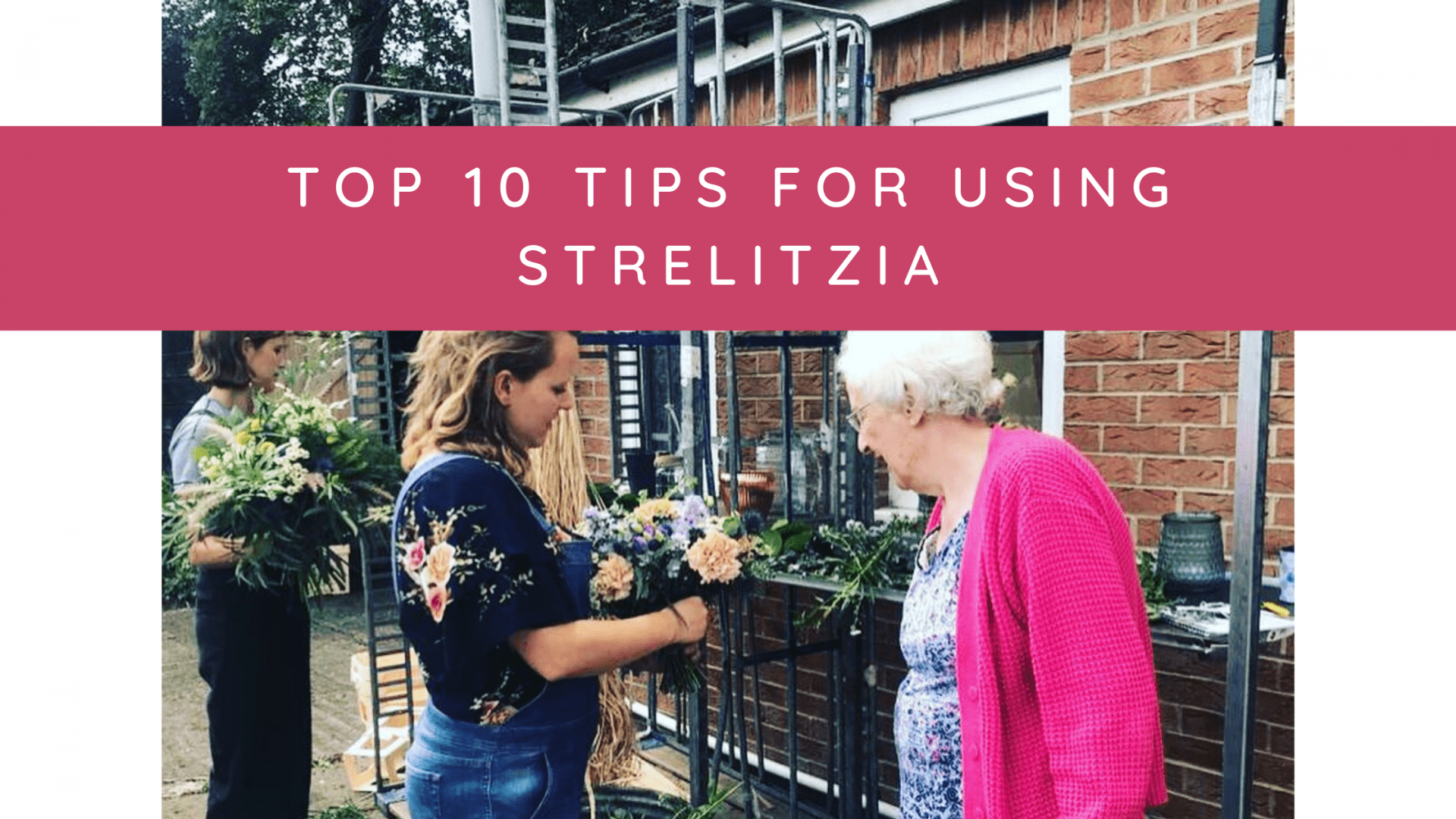 Top 10 tips for using Strelitzia